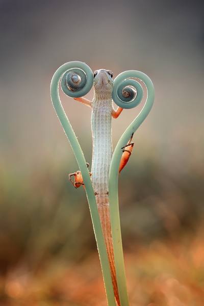 Photograph Hendy Mp  Love Lizard on One Eyeland